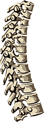 Thoracic Spine