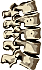 The Lumbar Spine
